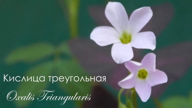 Цветы юга Индии смотреть онлайн