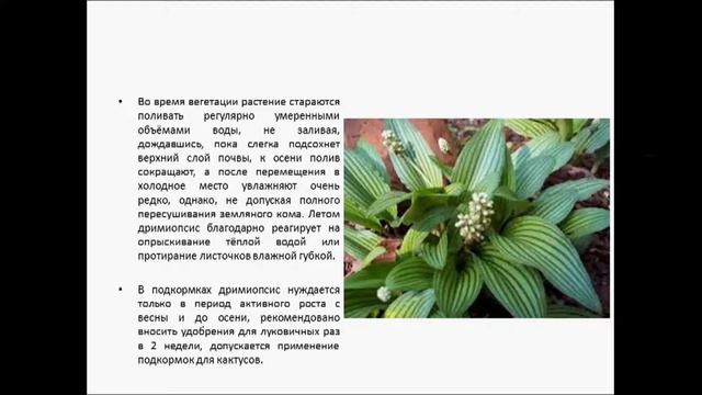 ДРИМИОПСИС