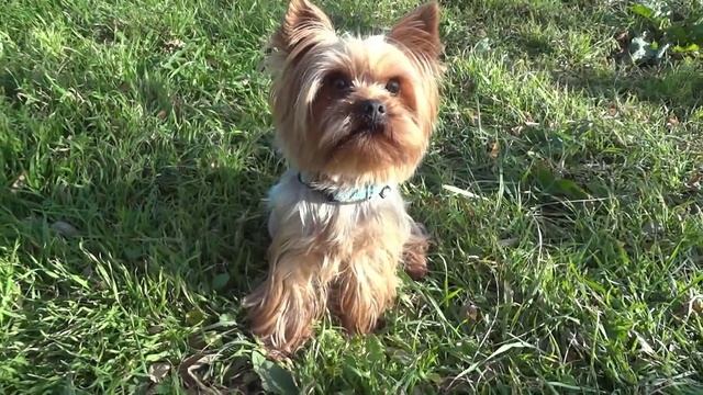 Йоркширский терьер. Стандарт и внешний вид смотреть онлайн