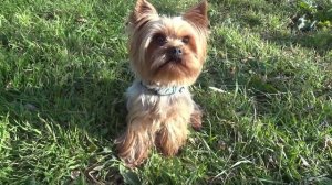 Йоркширский терьер. Стандарт и внешний вид