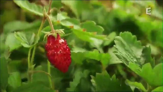 Расцвет природы :) смотреть онлайн