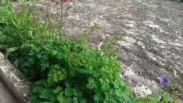 Аквилегия, Водосбор, Орлик / Более 50 видов в моëм саду. Май 2023 год. смотреть онлайн