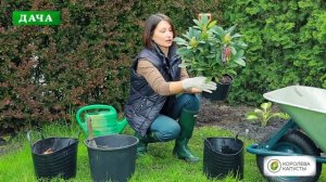 РОДОДЕНДРОН - посадка и уход//Все секреты пышного цветения