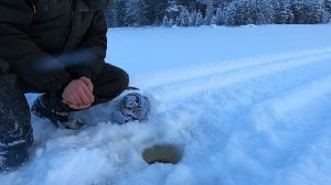 Сегозеро.Форель зимой.