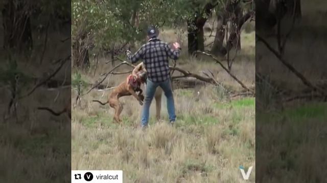 Кенгуру душить собаку ? смотреть онлайн