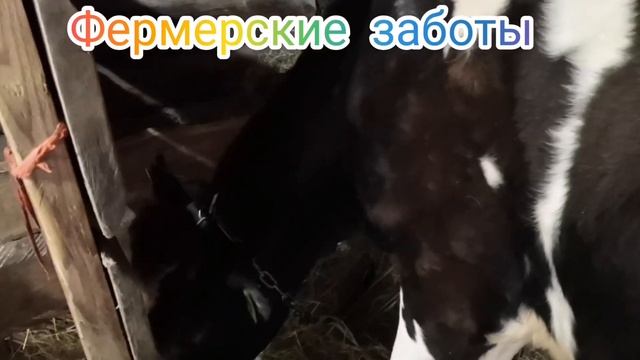 У коровы висит водяной пузырь в районе пупка. Что это такое? смотреть онлайн