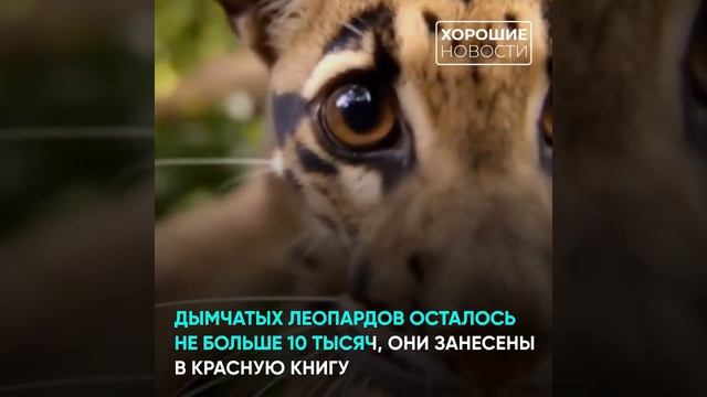 Впервые за полвека в Москве появились дымчатые леопарды смотреть онлайн