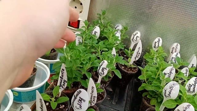 😱Тяжелый выбор.😱Взяла ношу не под силу .😣Что дальше будет.❓❓❓ смотреть онлайн
