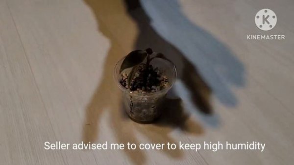 Philodendron Pink Princess Marble King(Tissue culture seedling) (SUB) | Rare plant homeplant