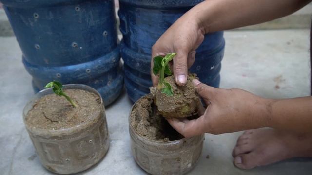 Surprised With How Easy It Is To Grow Chayote In Plastic Containers And Give Lots Of Fruit смотреть онлайн