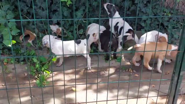 Adža's Pit Bull - Idemo napolje -Leglo 2022 смотреть онлайн