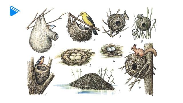 7 класс - Биология - Сезонные изменения в жизни птиц смотреть онлайн