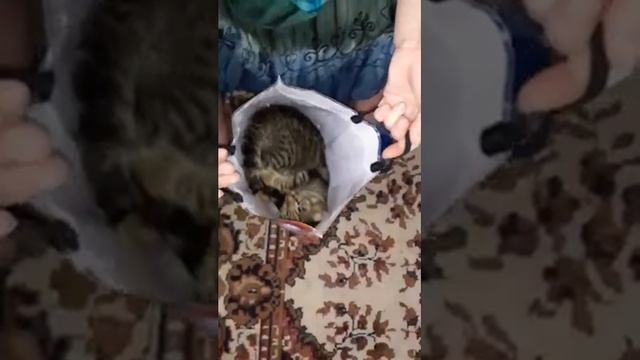 Как сажать кота в переноску. смотреть онлайн