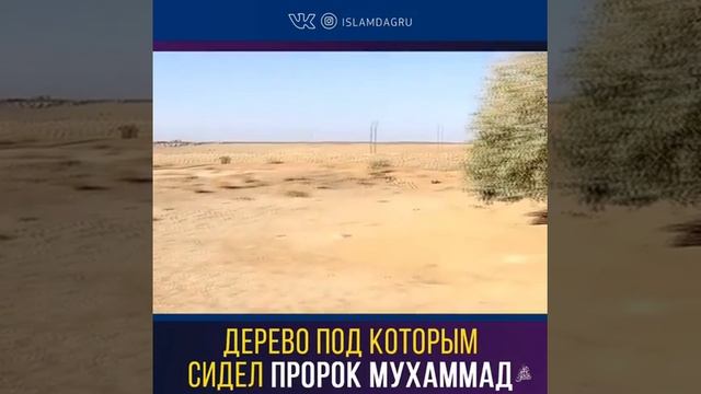 *?Дерево под которым сидел пророк Мухаммад ﷺ в детстве.?* смотреть онлайн