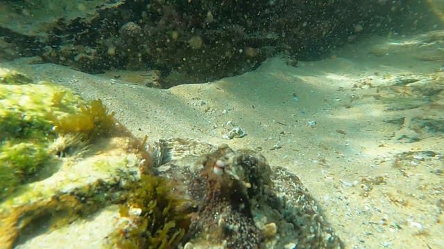 Bundeena Snorkeling 26 03 2024 morning смотреть онлайн