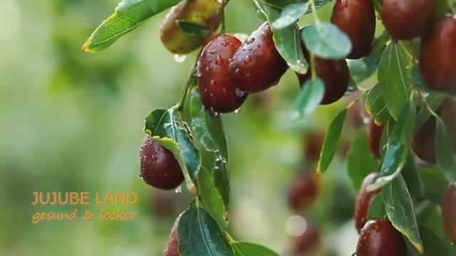 rote Jujuben (rote Datteln) Baum, 红枣树 смотреть онлайн
