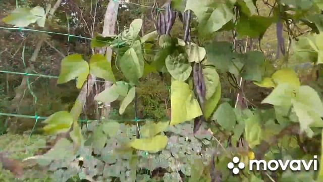 Помидоры в открытом грунте и под навесом +понемногу обо всём смотреть онлайн