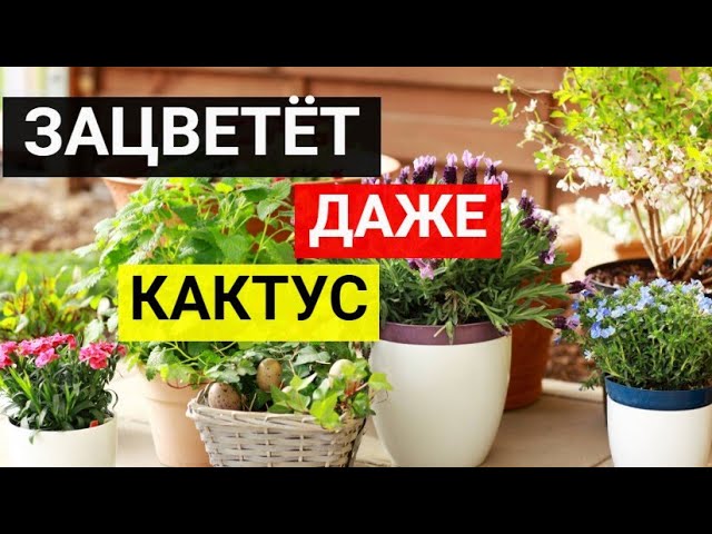 Пол чайной ложки под любое домашние растение и зацветёт всё! даже кактус.mp4 смотреть онлайн
