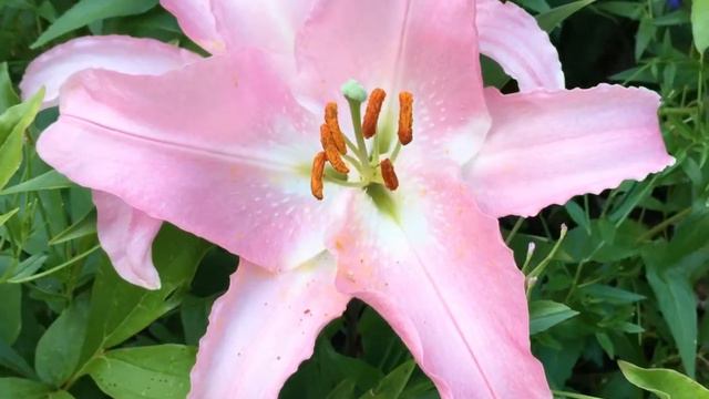 Garden Blooms: Asiatic Lilies - Pastel Pink смотреть онлайн