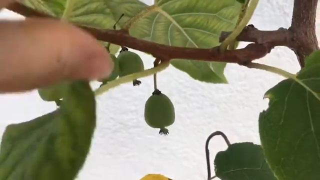 Minikiwi Vitikiwi (Actinidia arguta) смотреть онлайн