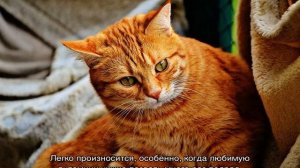 Как назвать рыжего кота: оригинальные примеры кличек