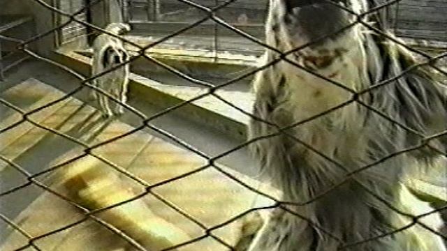 Английский сеттер (Италия)