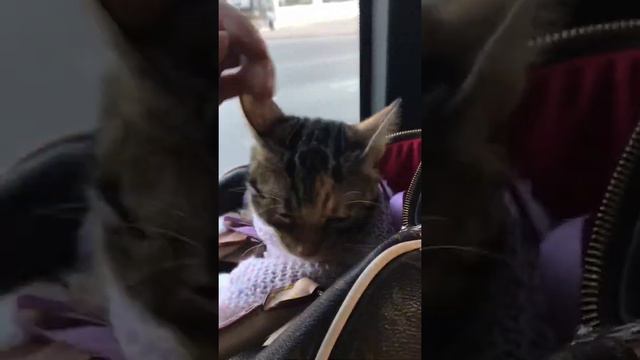 Котёнок в автобусе смотреть онлайн