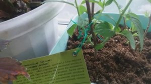 Гортензии из магазина "Светофор".Взошли коллекционные томаты.