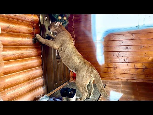 Месси утонул в снегу! Как пума Месси сам открыл лапой дверь и убежал домой смотреть онлайн