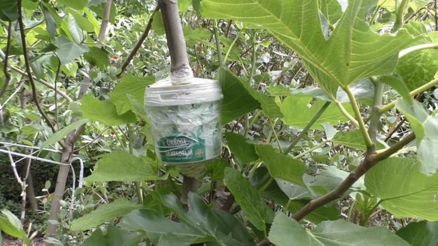 Инжир воздушная отводка 2020 смотреть онлайн