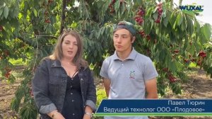 Промышленное выращивание черешни в Краснодарском крае/Сорта черешни/Применение удобрений