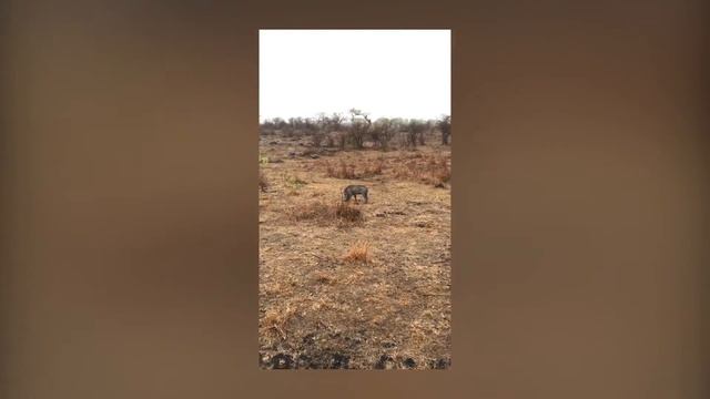 2016 Trip To Malaysia & South Africa - Pt 2: Safari Adventures! смотреть онлайн