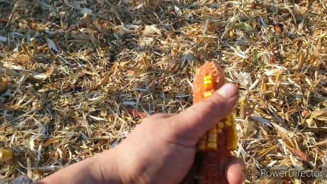 Уборка кукурузы смотреть онлайн