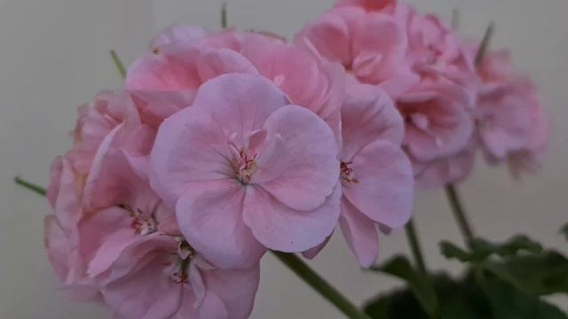 Сеянец 17-22. Зимнее цветение в январе 2024 смотреть онлайн