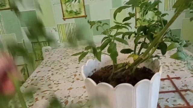 Будни. Томат,, Роза ветров,, смотреть онлайн