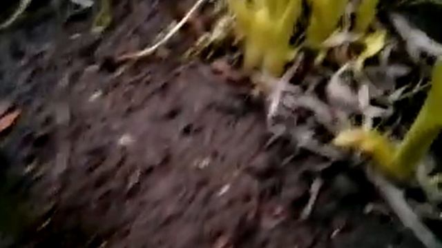 Лилейник, всходы после зимовки, 10 марта смотреть онлайн