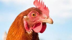 Толкование снов в исламе. Что означает если, во сне видеть КУРИЦУ?