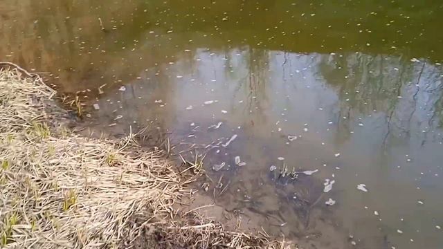 Рыбалка на поплавок в апреле 2023 и первый улов #рыбалка #рыба #удочка #улов #подпишись смотреть онлайн
