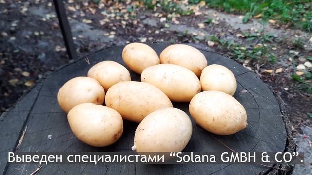 Сорт картофеля Королева Анна. Potato seeds Queen Anna. смотреть онлайн