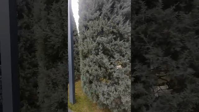 кипарис Аризонский в парке Краснодар смотреть онлайн