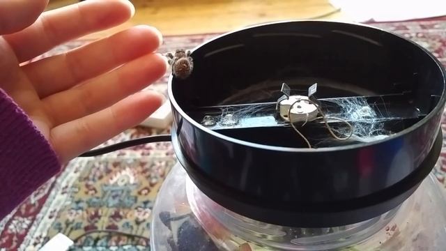 How to get a Jumping Spider to trust you! смотреть онлайн