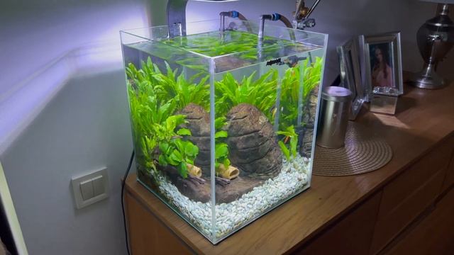 Aquael shrimp set 30l sept 2023 смотреть онлайн