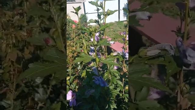 Гибискус в цвету смотреть онлайн