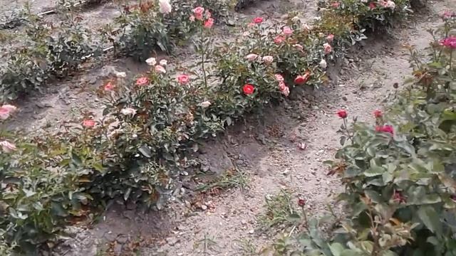 роза фрайфрау каролина, шене кобленцерин, питомник роз полины козловой rozarium.biz смотреть онлайн