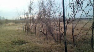 Ловля птиц на  сеть паутинку#3