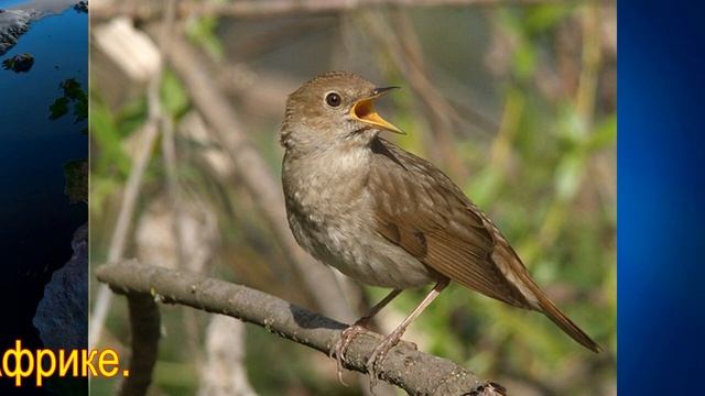 Самые удивительные птичьи голоса! смотреть онлайн