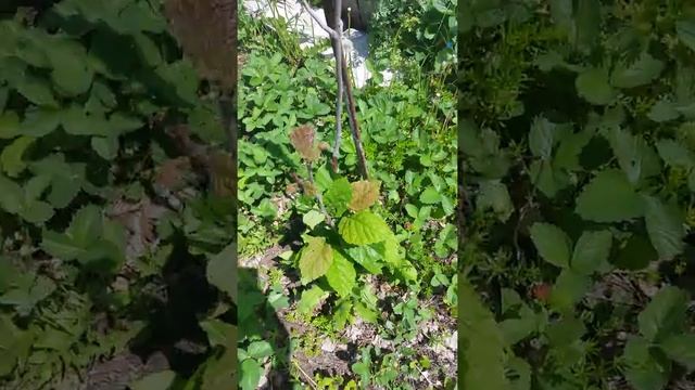 Орехи в моем саду. Маньчжурский. Идеал. Зибольда. Скальный. смотреть онлайн