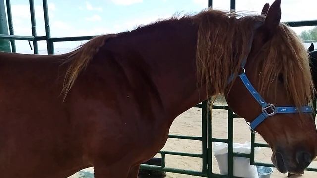 Кобыла русский тяжеловоз/выставка Белагро-2021/Беларусь смотреть онлайн