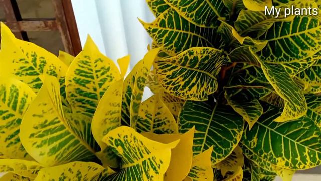 Unique skill propagation Croton-Codiaeum variegatum \\ ឈើពណ៌ смотреть онлайн