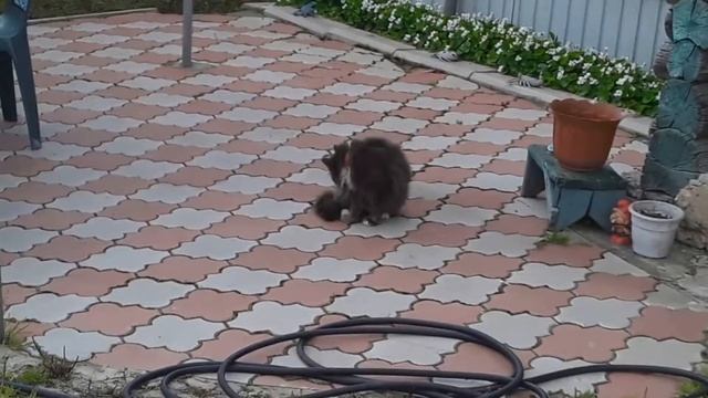 Посадка новых растений около пруда (11 часть) смотреть онлайн